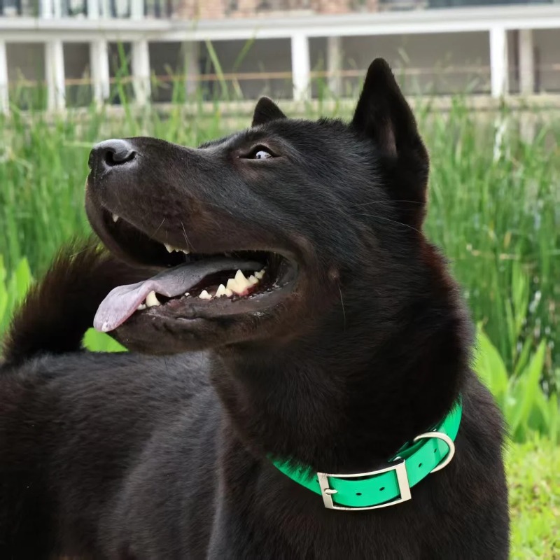 2.5cm Wide Heavy Duty TPU Dog  - Hunting Dog Outdoor 评论和价格
